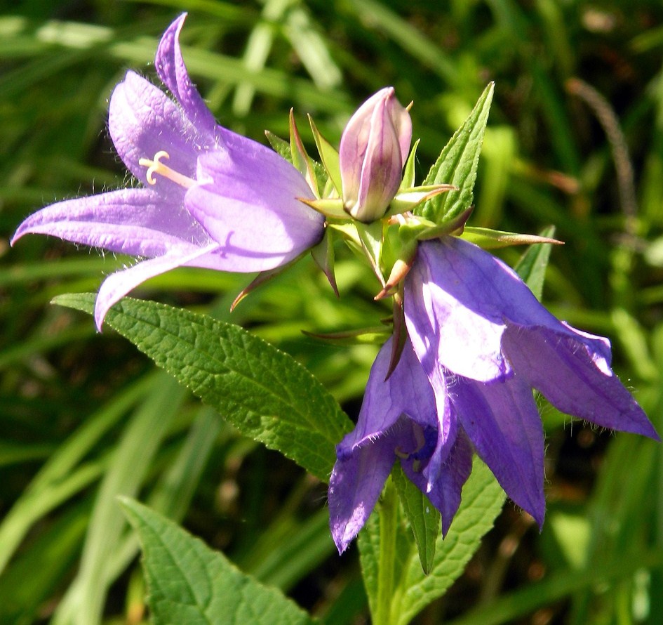 Image of Campanula latifolia specimen.