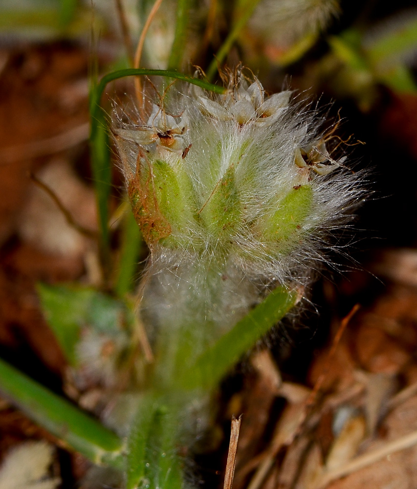 Image of Plantago cretica specimen.