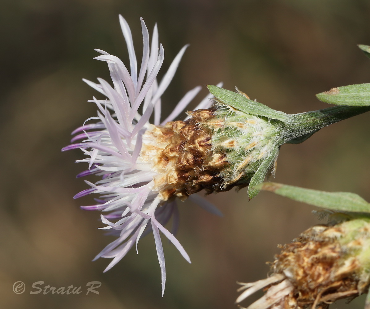 Изображение особи Centaurea jacea.