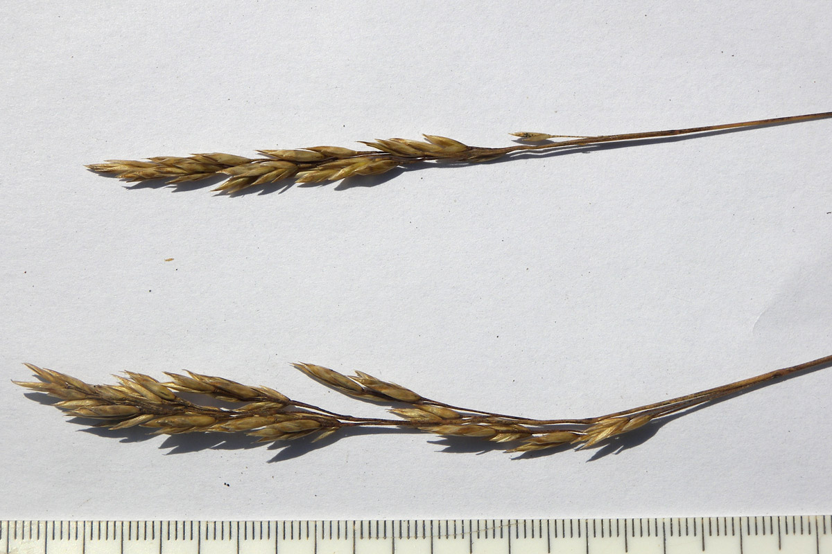 Image of Poa longifolia specimen.