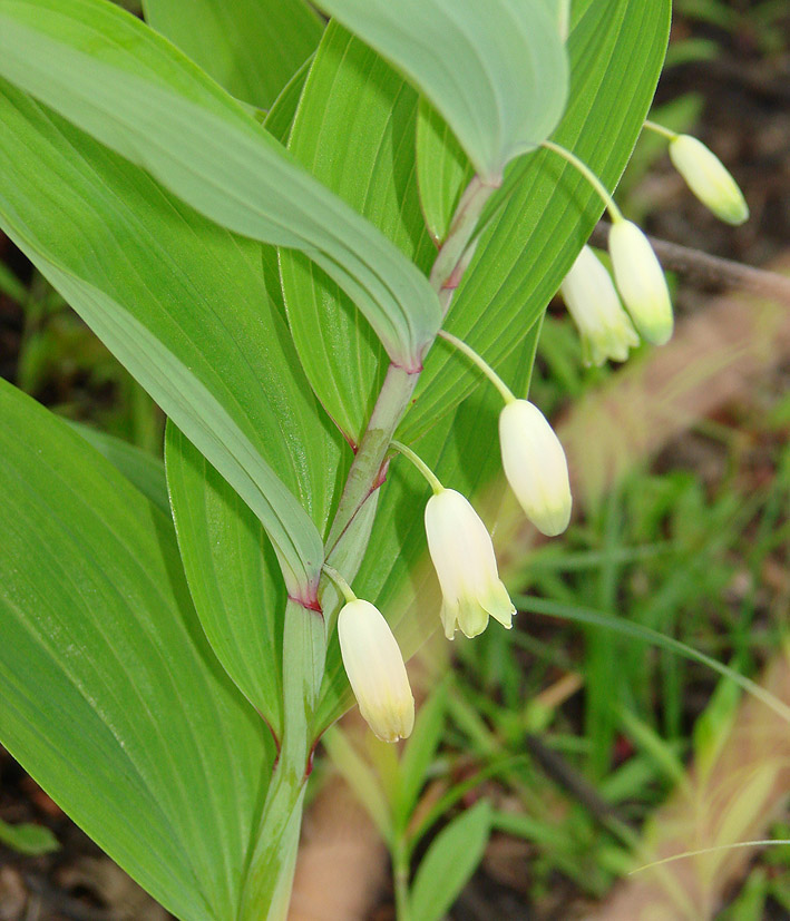 Image of Polygonatum odoratum specimen.