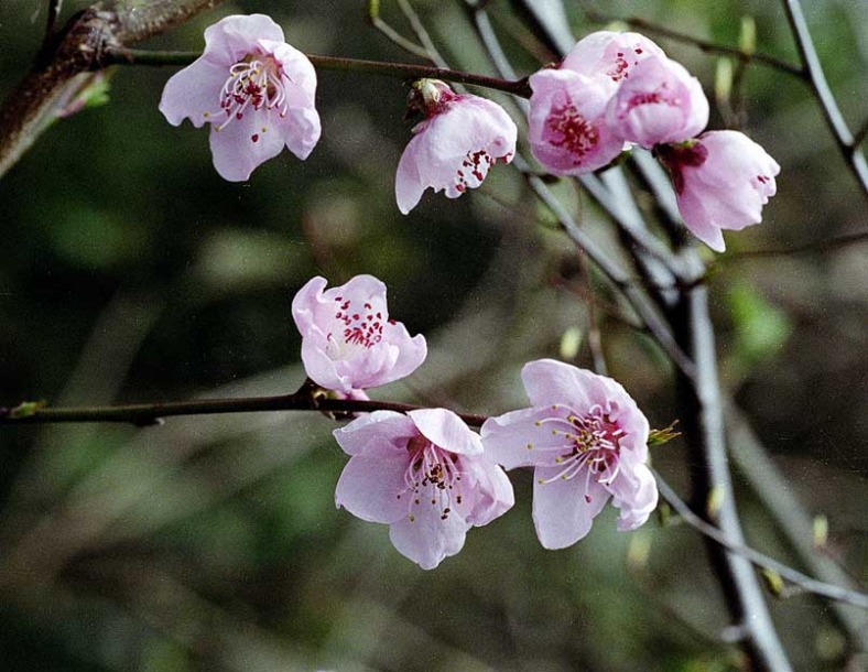 Image of Persica vulgaris specimen.