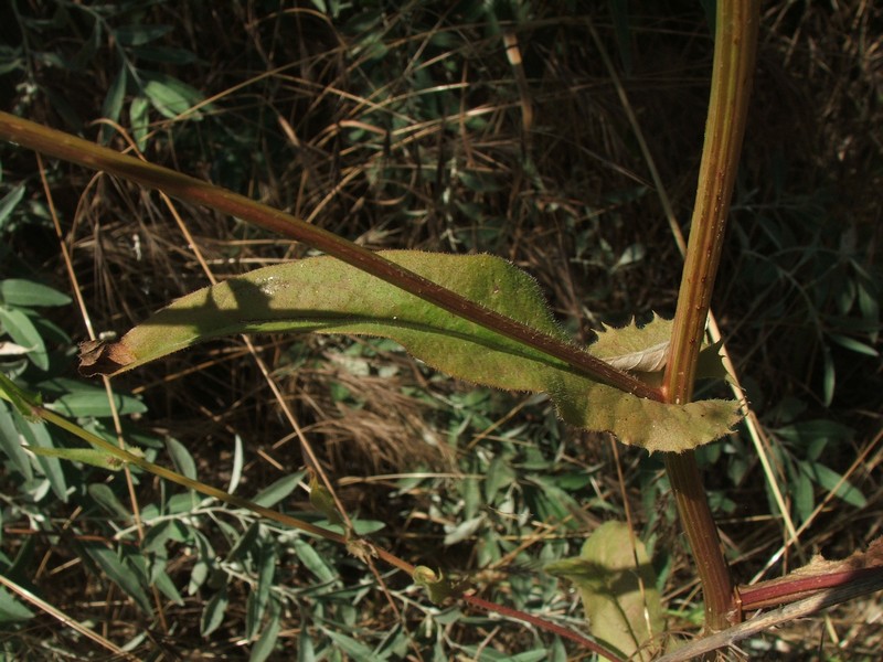 Image of genus Crepis specimen.