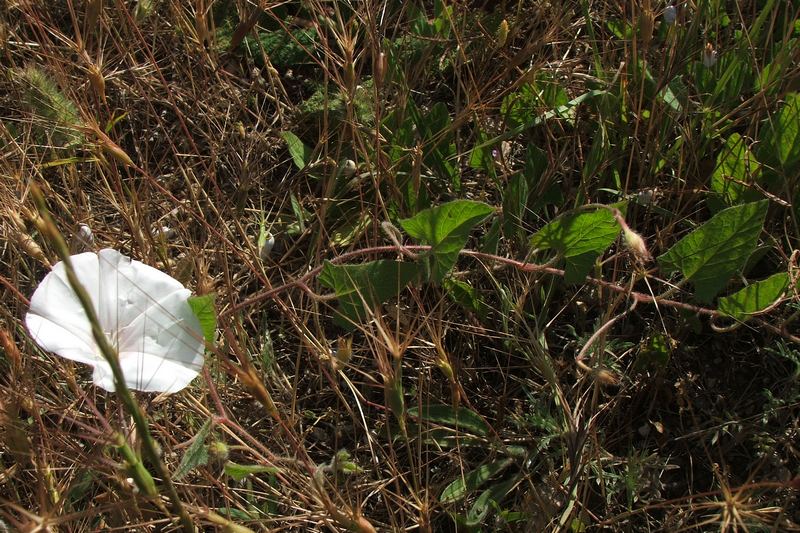 Изображение особи Convolvulus betonicifolius.