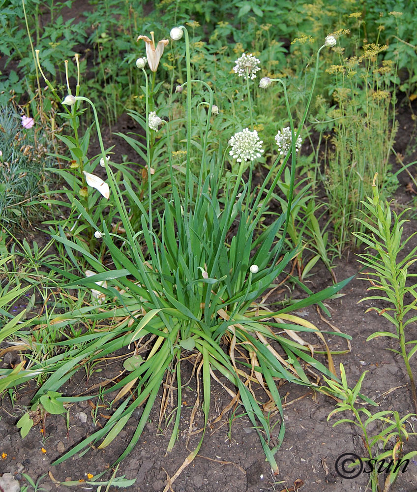 Image of Allium nutans specimen.