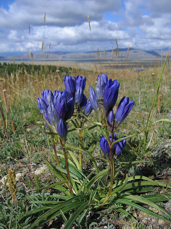 Image of Gentiana decumbens specimen.