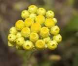 Helichrysum maracandicum. Соцветие. Кыргызстан, Чуйская обл., предгорье, склон восточнее с. Орто-Сай. 27.06.2015.