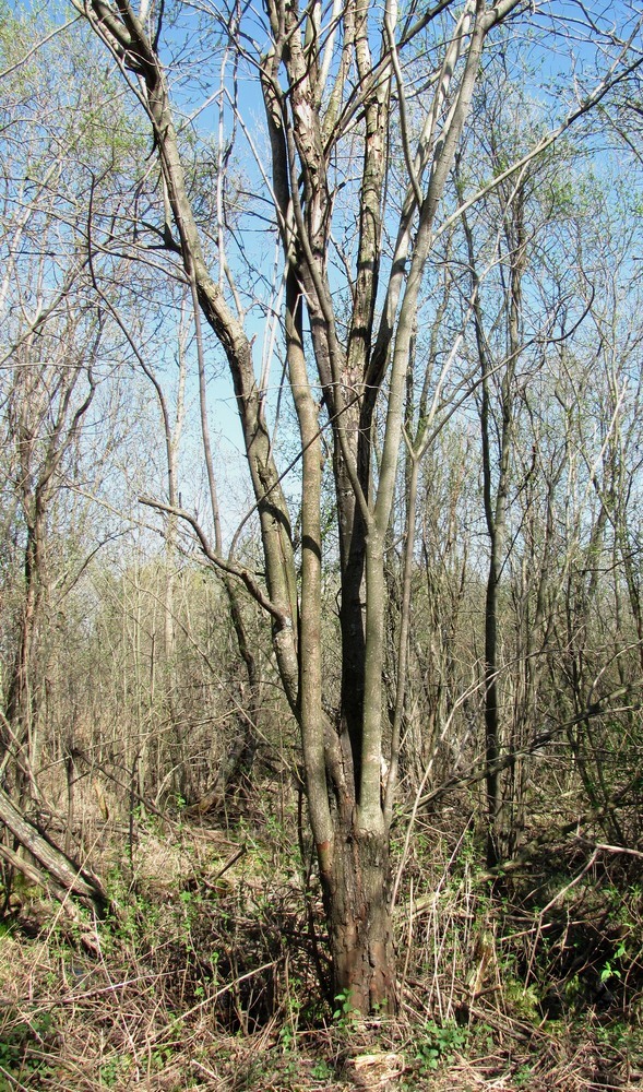 Image of Salix myrsinifolia specimen.