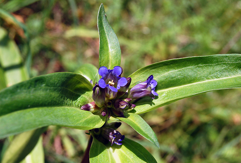 Image of Gentiana macrophylla specimen.