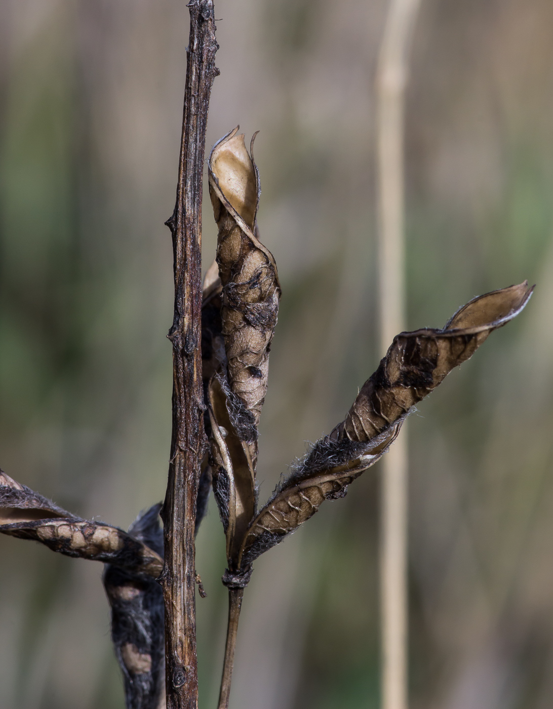 Image of Lupinus polyphyllus specimen.