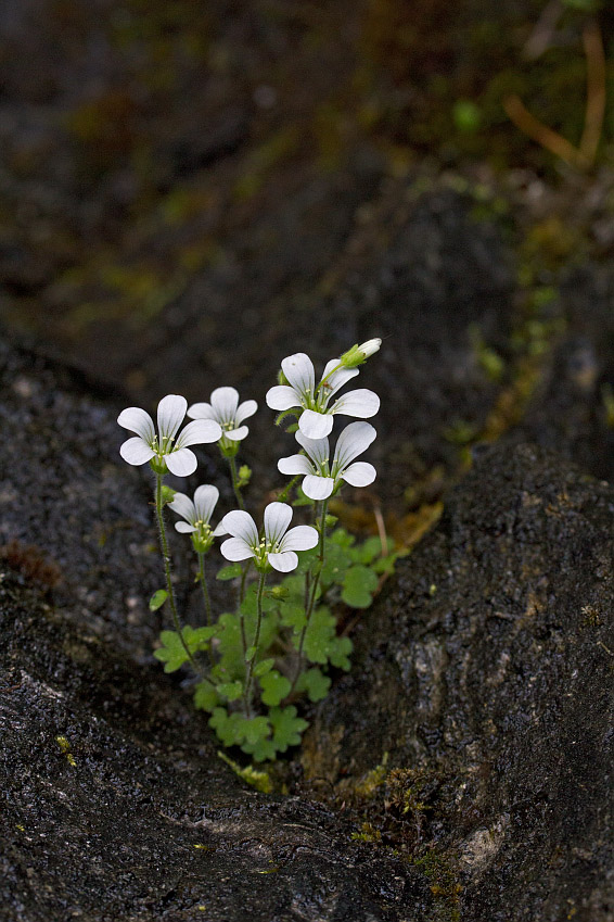 Image of Saxifraga sibirica specimen.