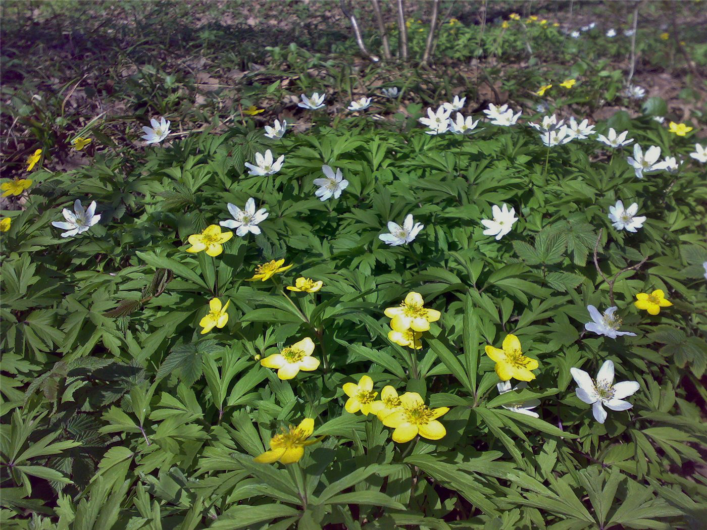 Image of Anemone nemorosa specimen.