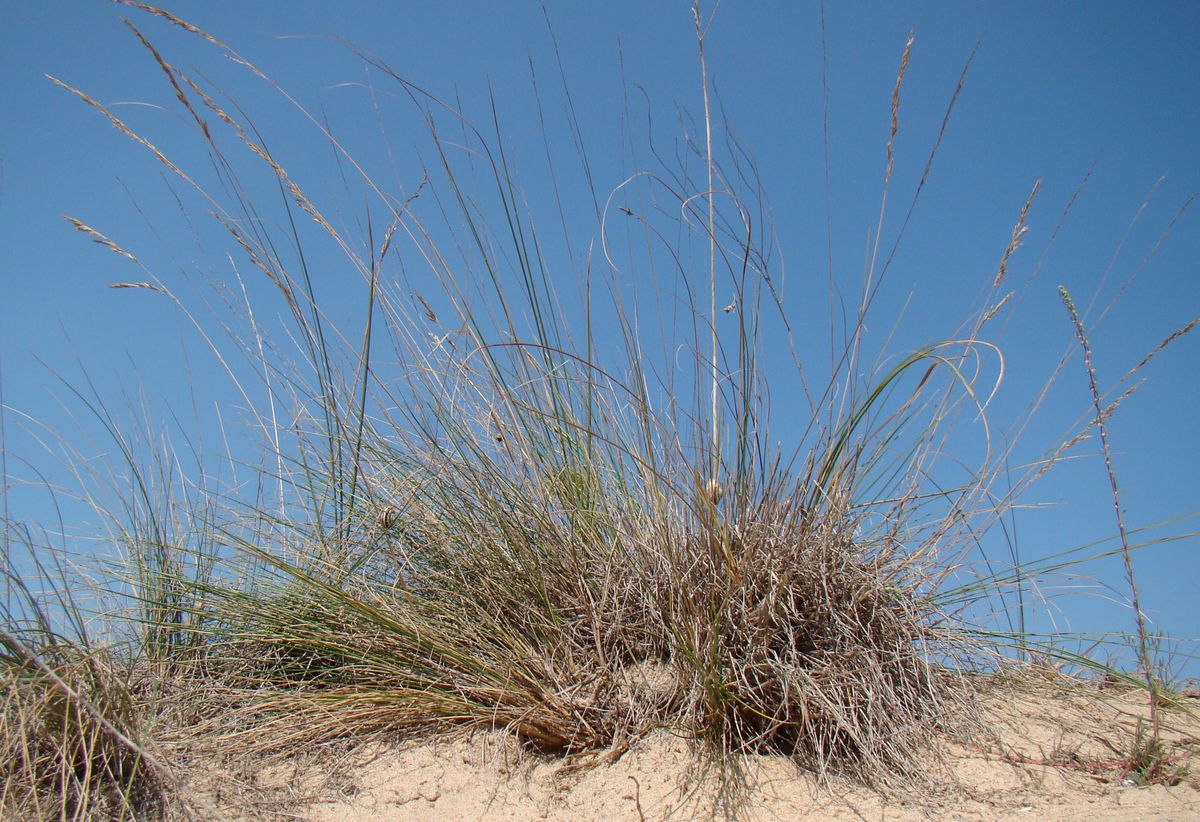 Image of Festuca beckeri specimen.