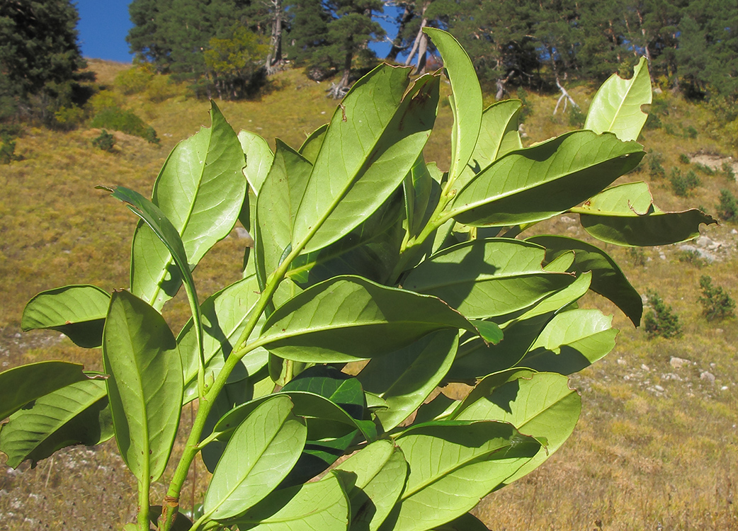 Image of Lauro-cerasus officinalis specimen.