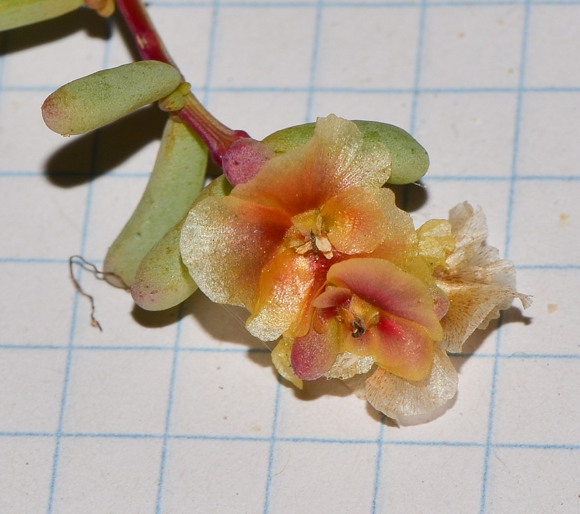 Image of Salsola divaricata specimen.