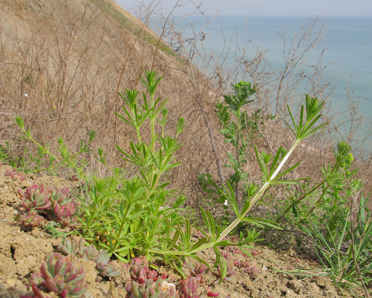 Изображение особи Galium aparine.