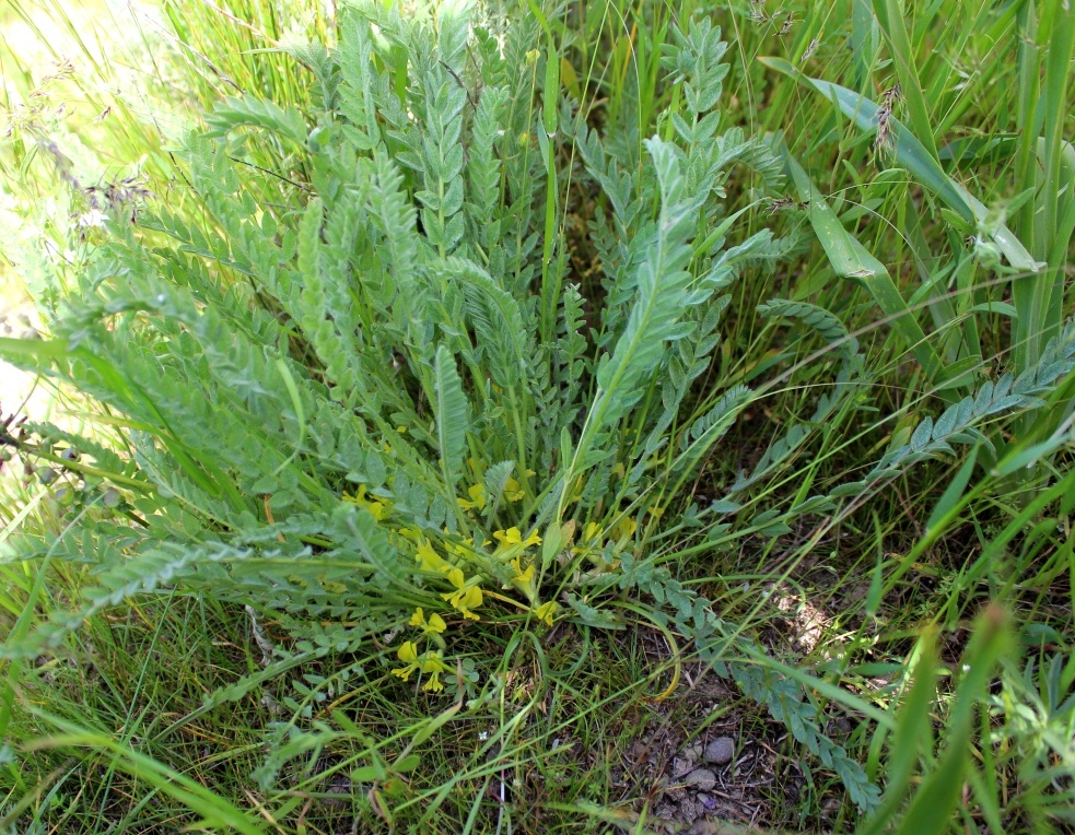 Изображение особи Astragalus angustidens.