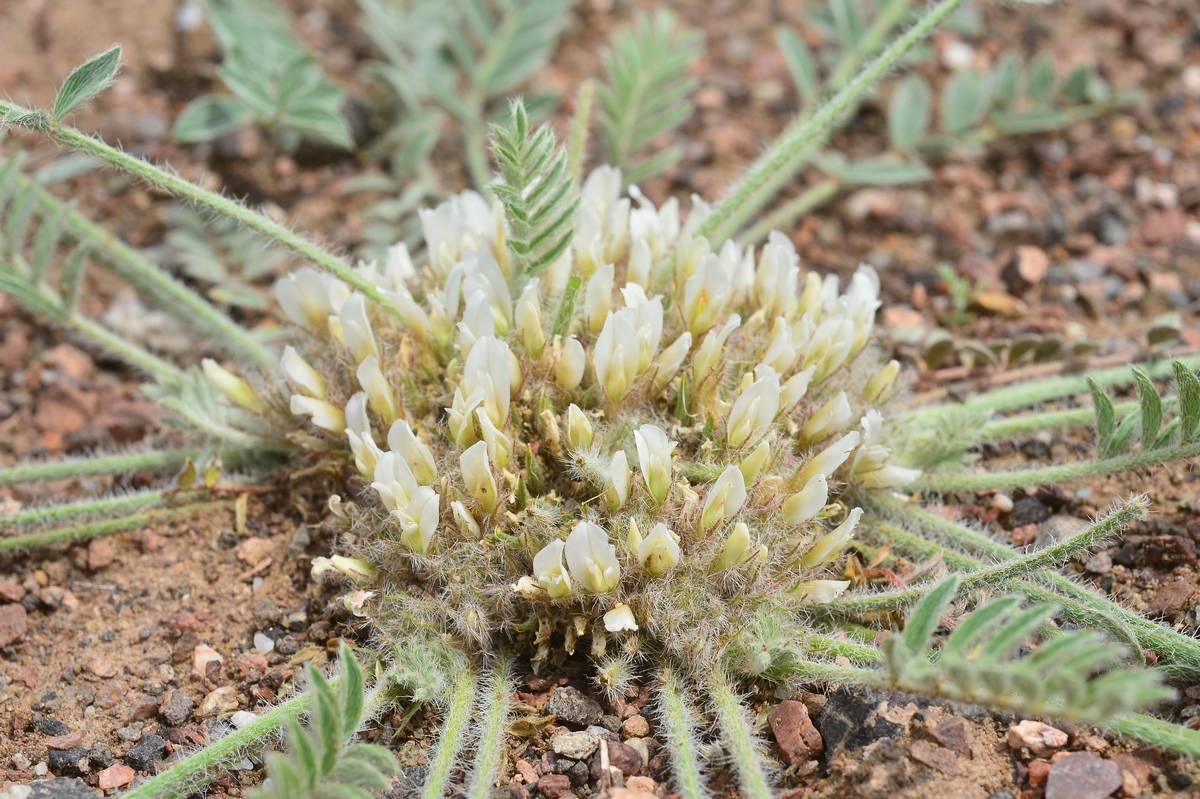 Image of Astragalus scabrisetus specimen.