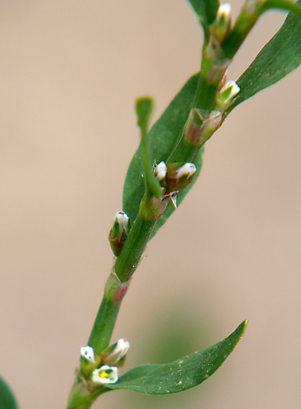 Изображение особи Polygonum aviculare.