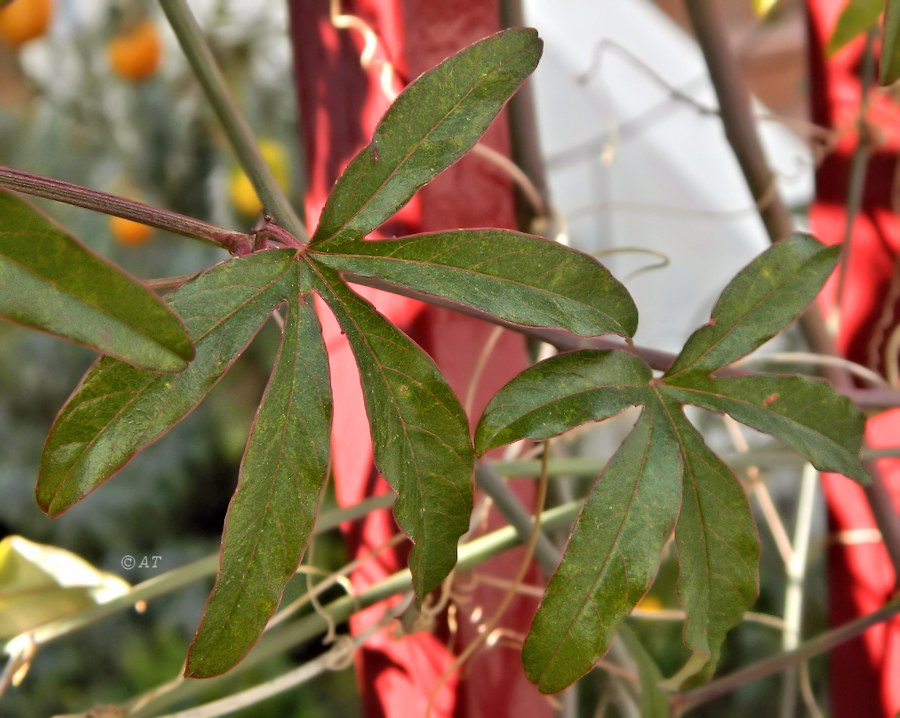 Image of Passiflora caerulea specimen.