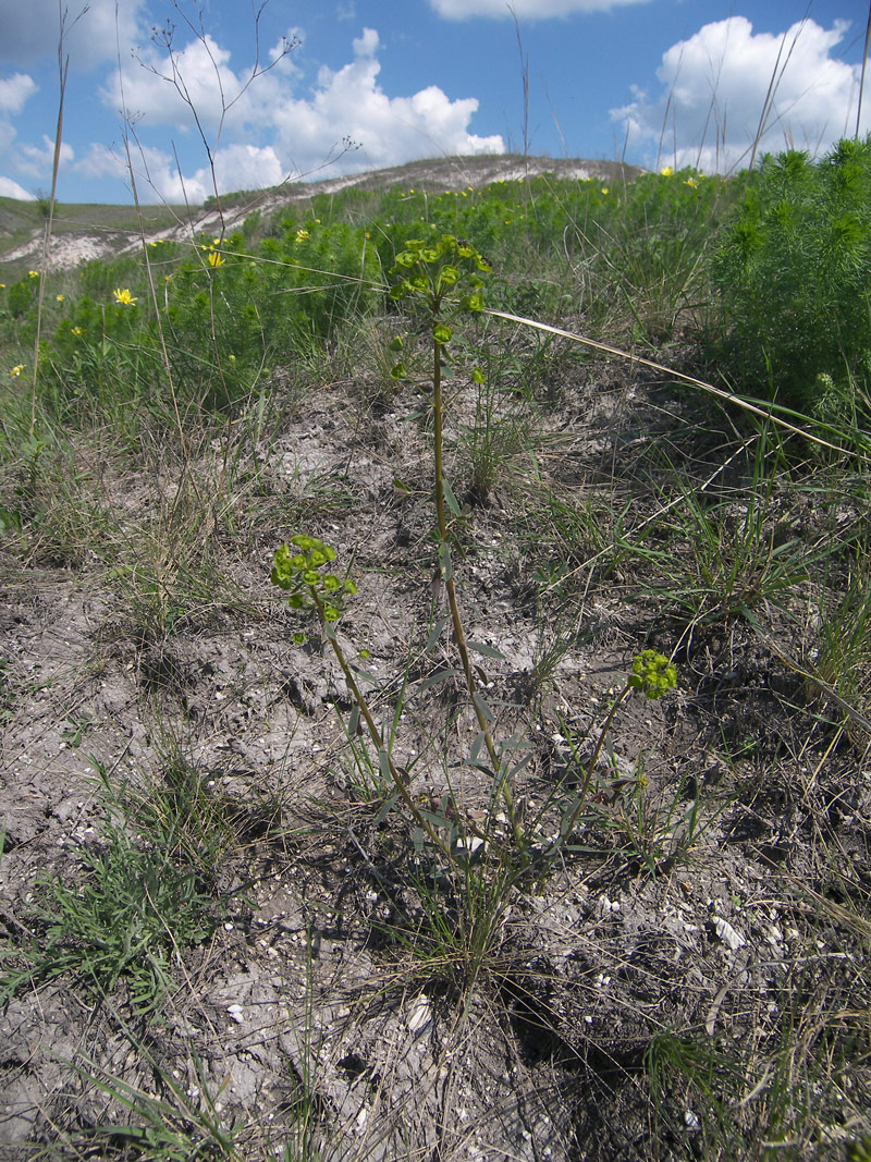 Image of Euphorbia subtilis specimen.