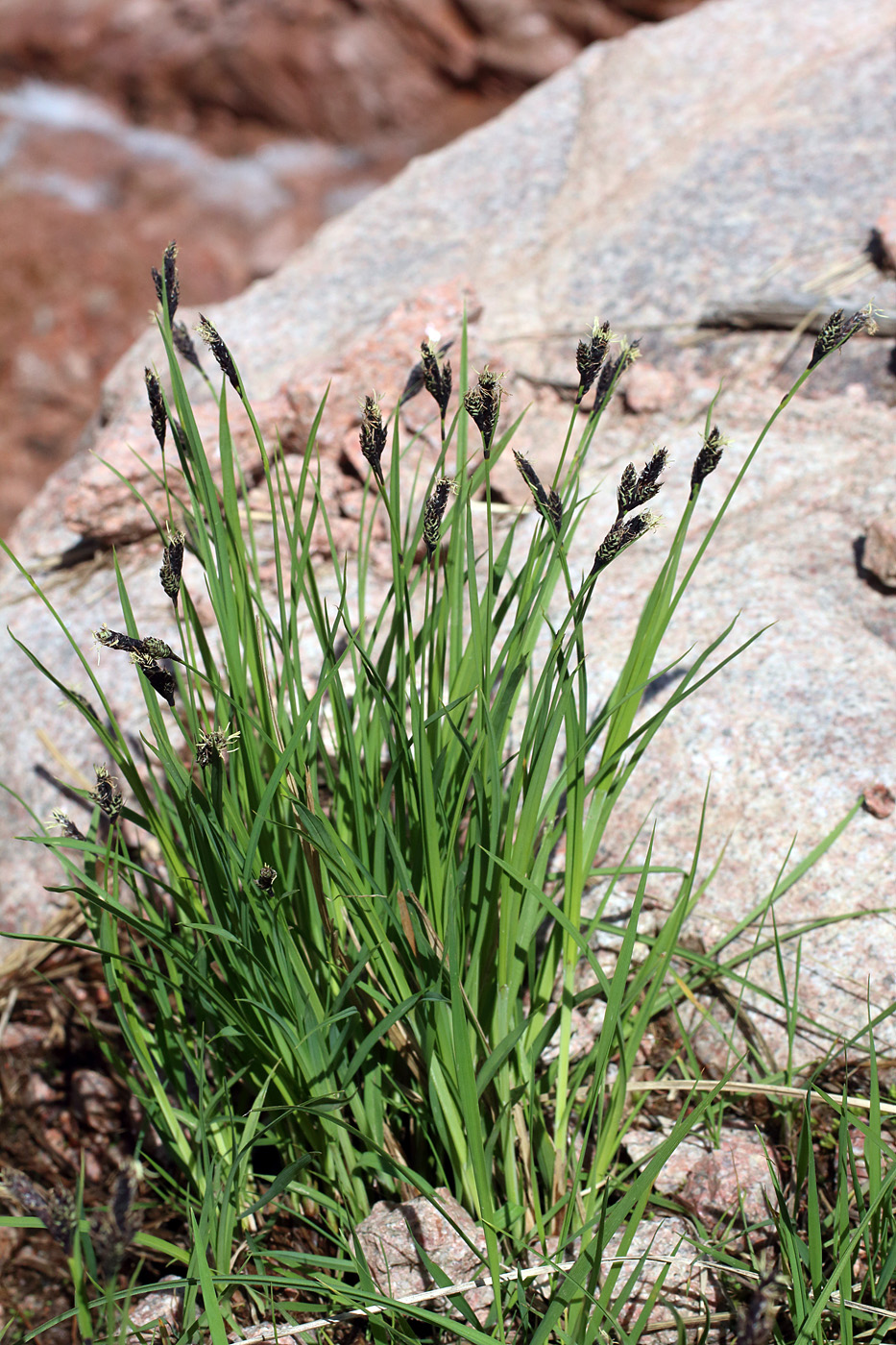 Image of Carex orbicularis specimen.