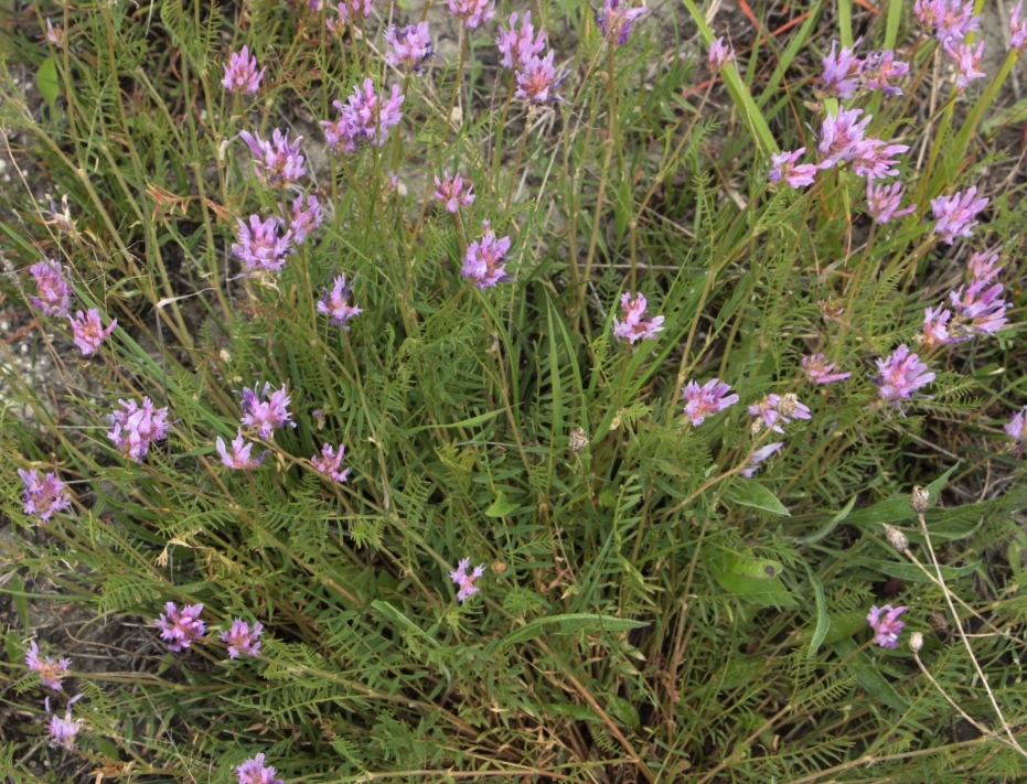 Изображение особи Astragalus jelenevskyi.