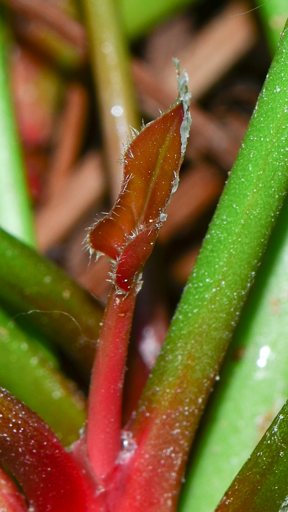 Image of Limonium perezii specimen.