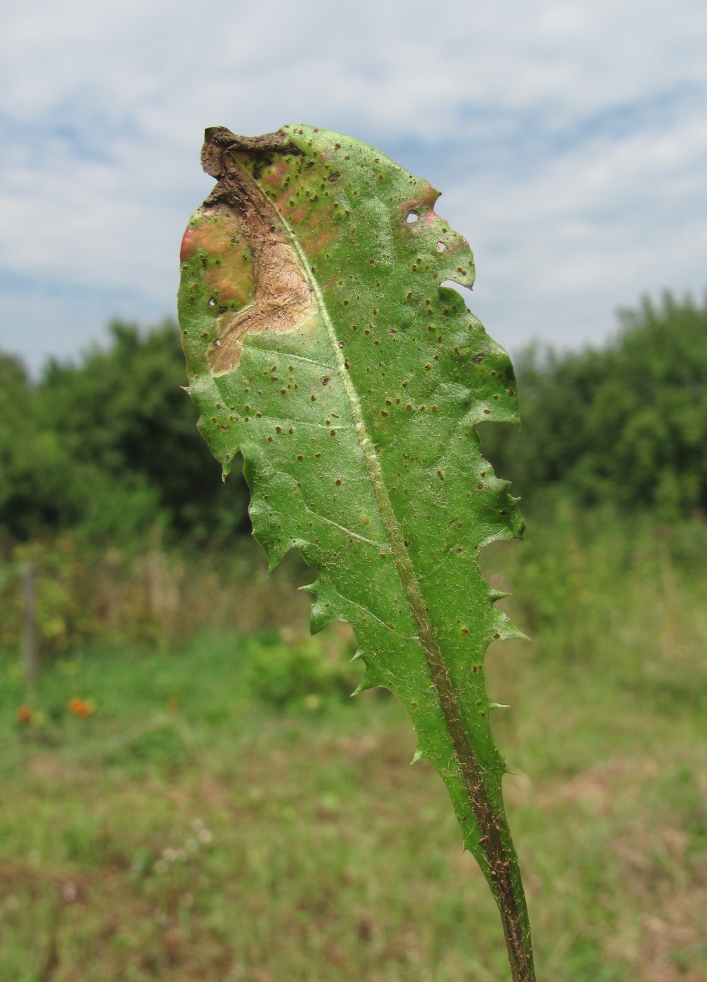 Image of Taraxacum officinale specimen.