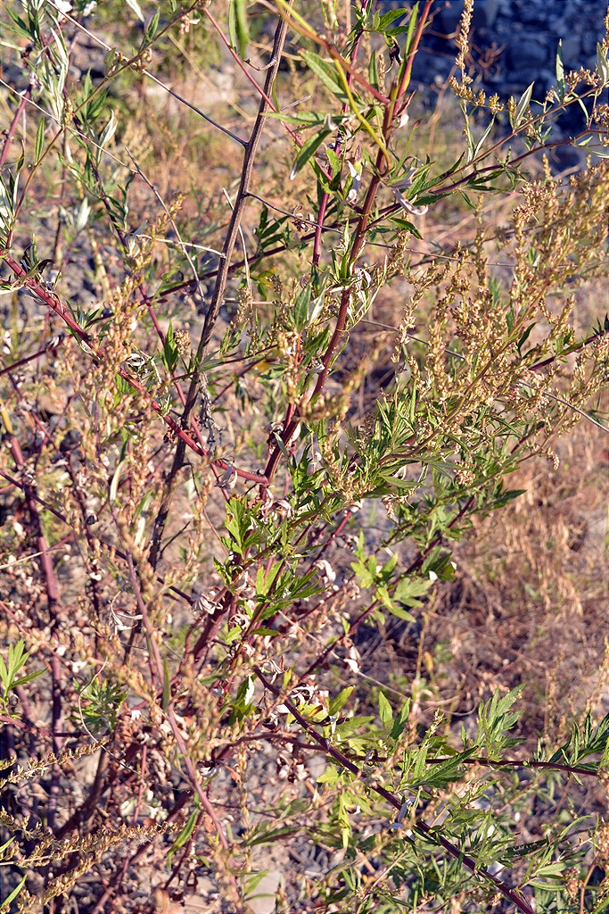 Изображение особи Artemisia vulgaris.