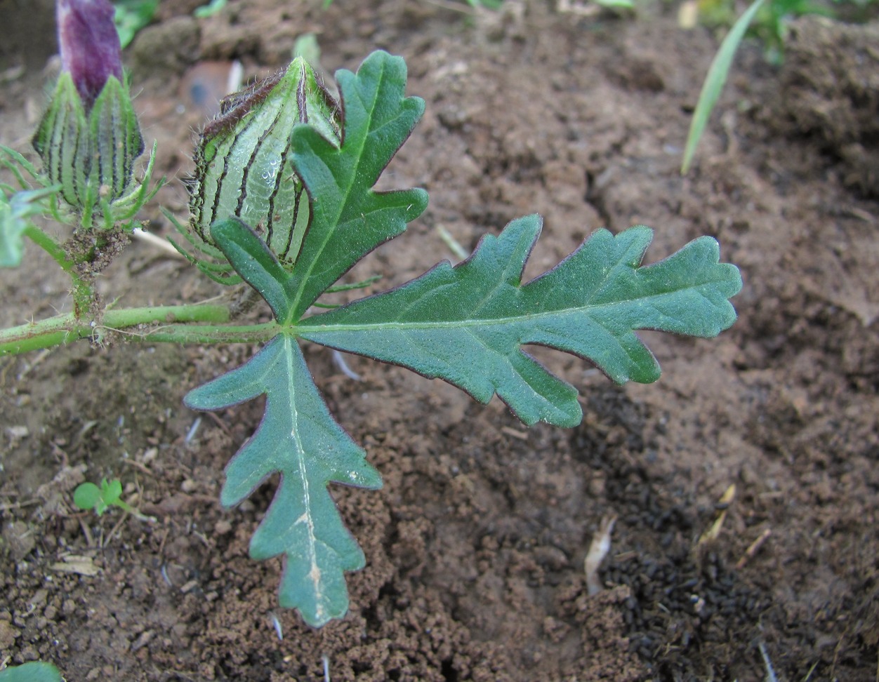 Изображение особи Hibiscus trionum.