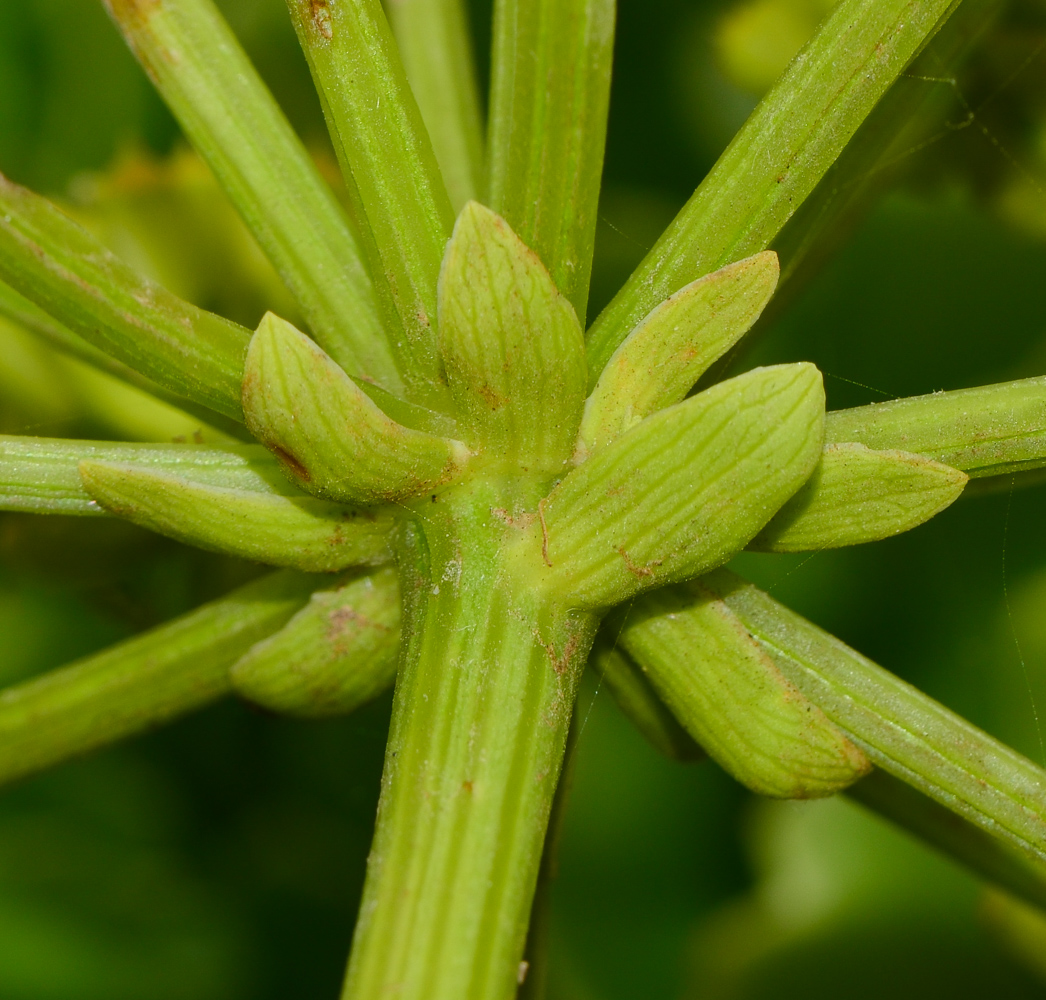 Image of Astydamia latifolia specimen.