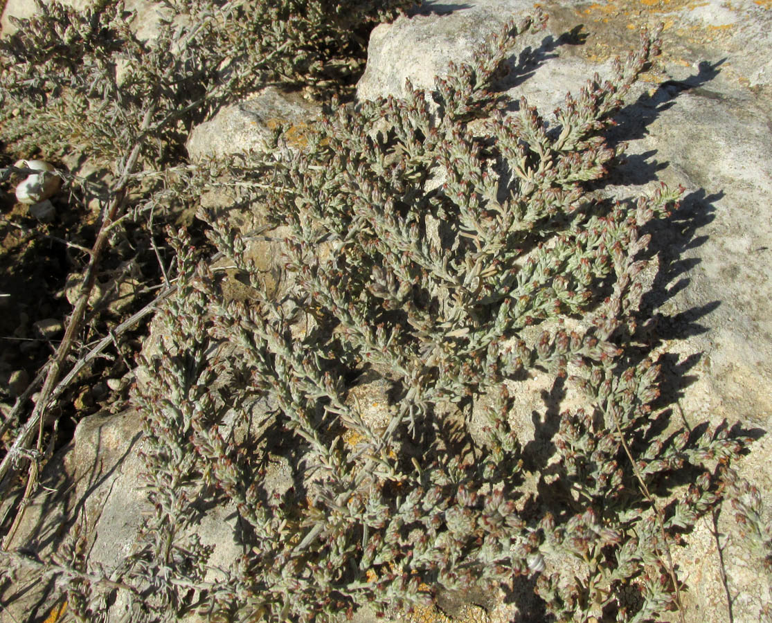 Изображение особи Artemisia lercheana.