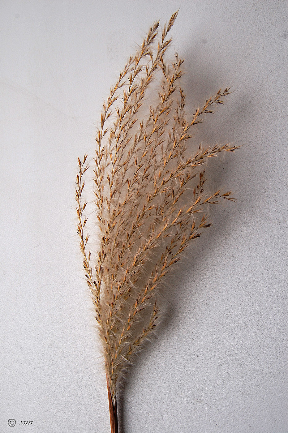 Image of Miscanthus purpurascens specimen.