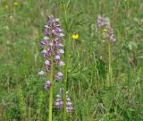 Orchis militaris. Верхушки цветущих растений. Иркутская обл., Усольский р-н, окр. пос. Биликтуй, долина р. Китой, луг. 13.06.2016.