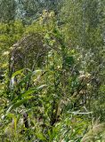 Sonchus palustris