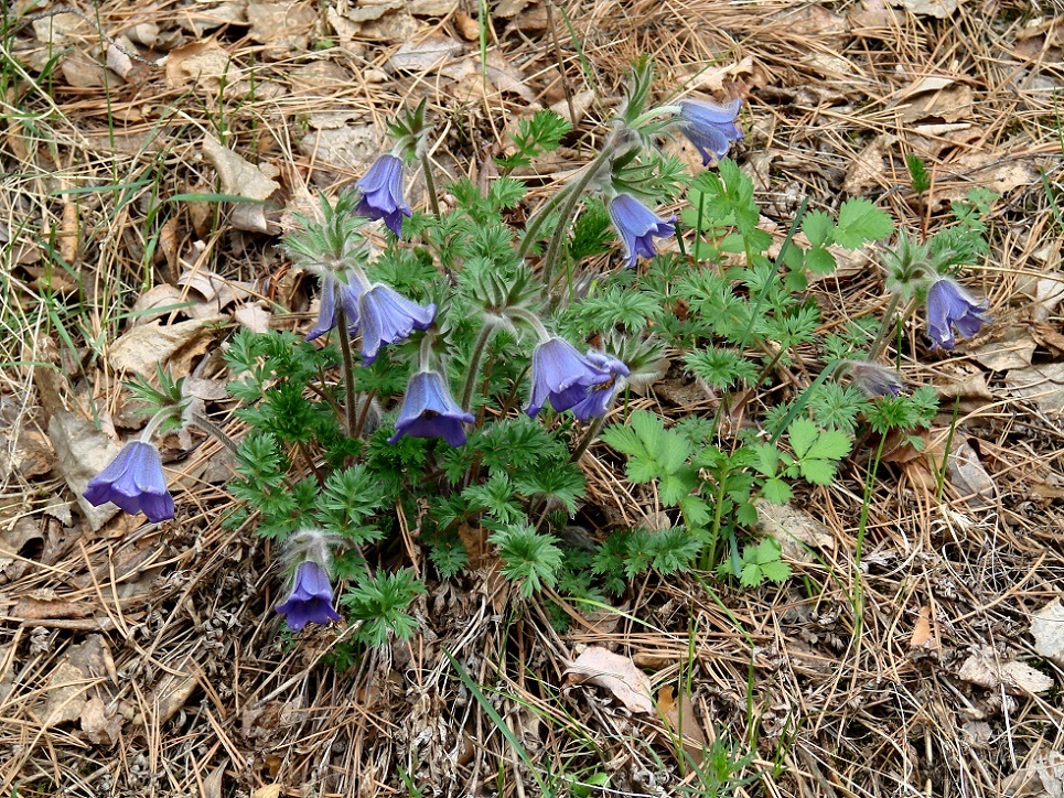 Image of Pulsatilla regeliana specimen.