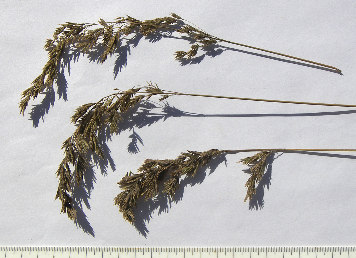 Image of Poa iberica specimen.