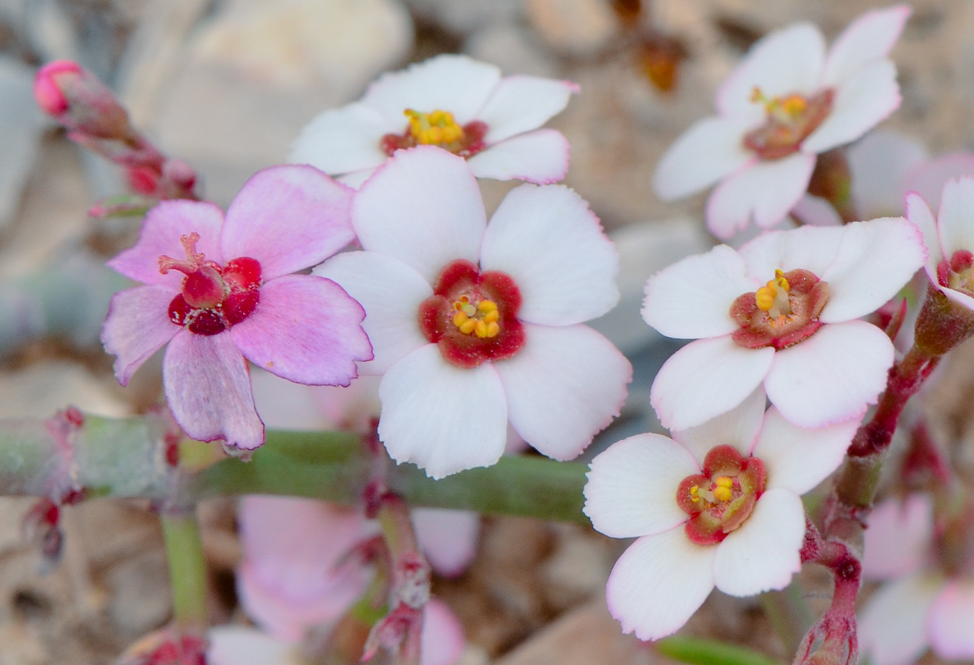 Изображение особи Euphorbia xanti.