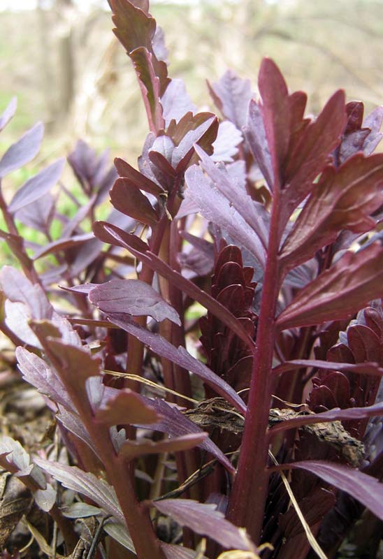 Image of Valeriana officinalis specimen.