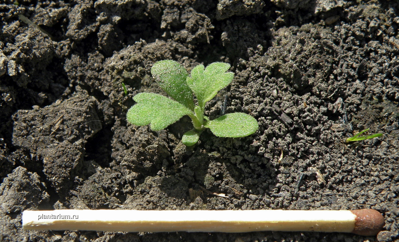 Image of Artemisia absinthium specimen.