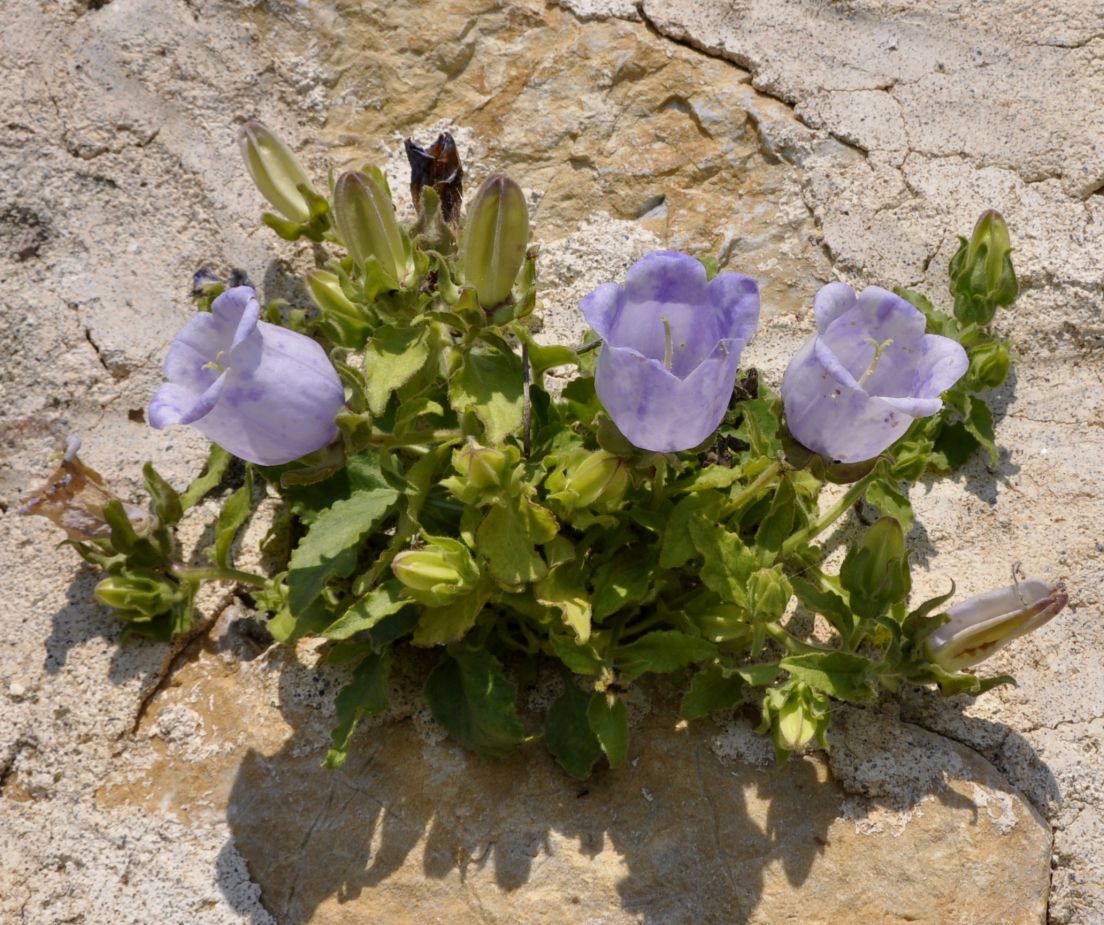 Изображение особи Campanula incurva.