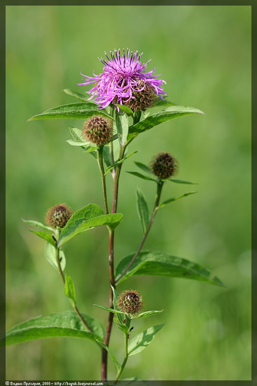 Изображение особи Centaurea pseudophrygia.