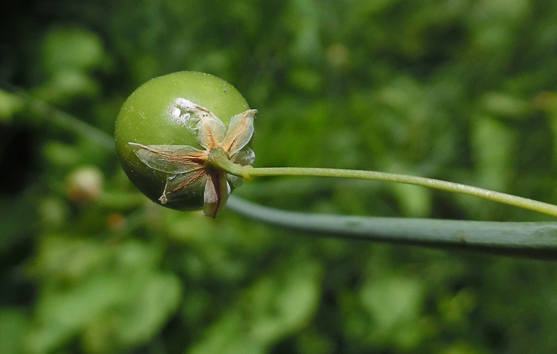 Image of Asparagus officinalis specimen.