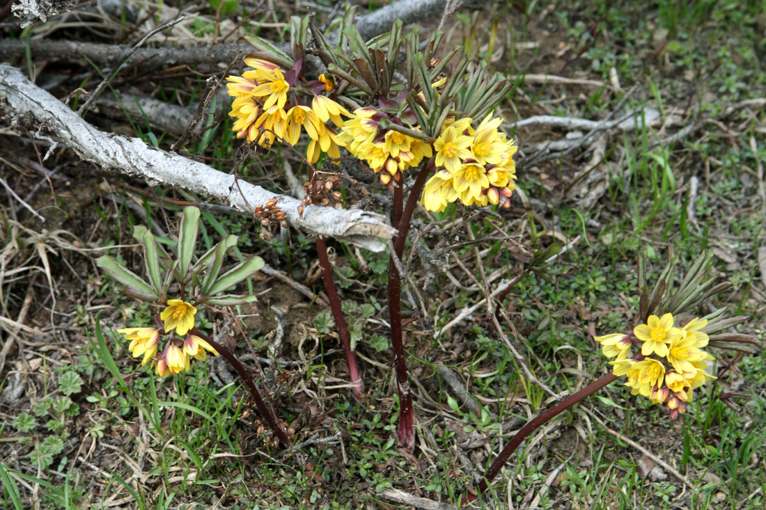 Image of Gymnospermium alberti specimen.