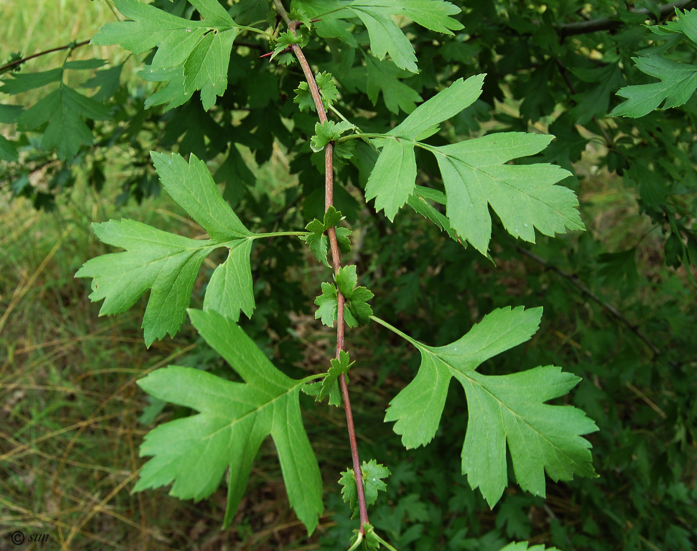 Image of Crataegus monogyna specimen.