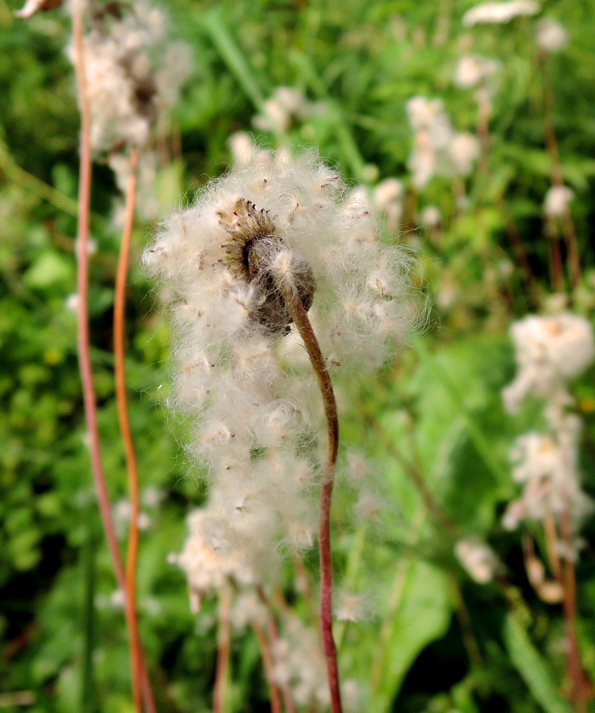 Image of Anemone sylvestris specimen.