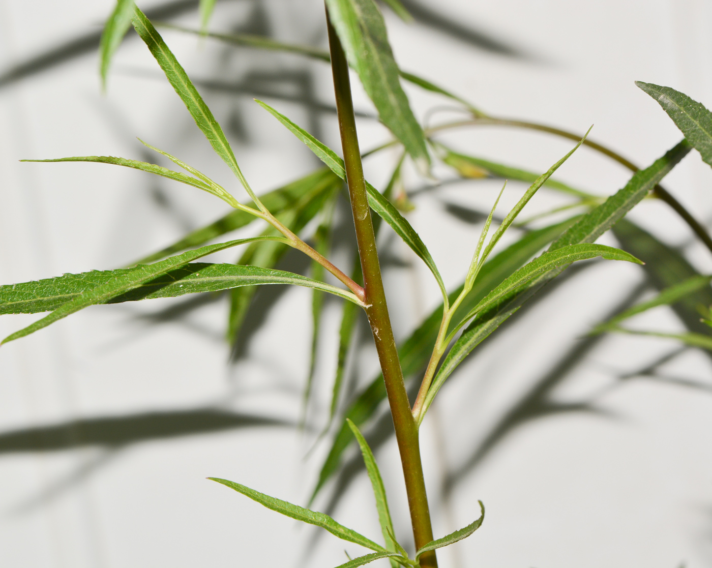 Image of Lobelia laxiflora specimen.