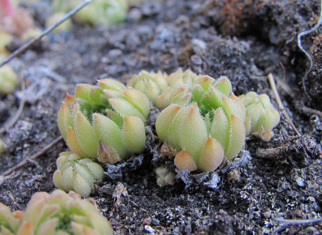 Image of Sempervivum ingwersenii specimen.