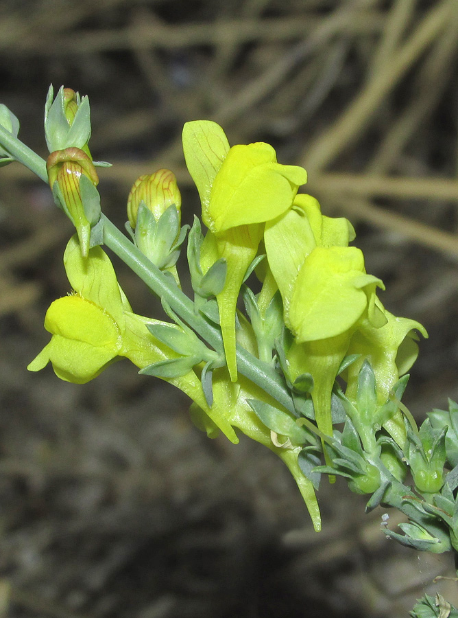 Изображение особи Linaria sabulosa.